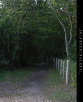Forest path 03