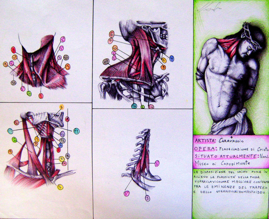 Personal anatomical studies with artistic referenc by ANDREAMARINO93