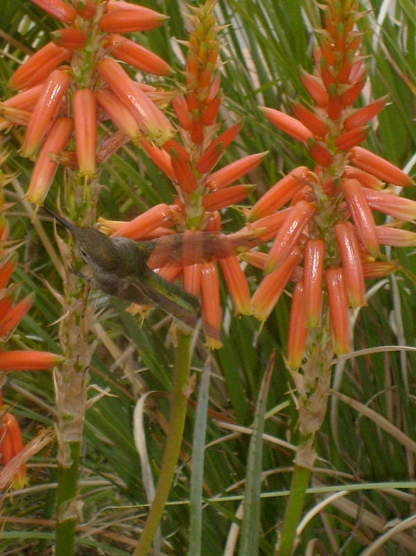 Hummingbird Ref Photo1