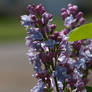 Lilac 03