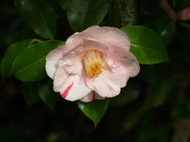 Camellia 52