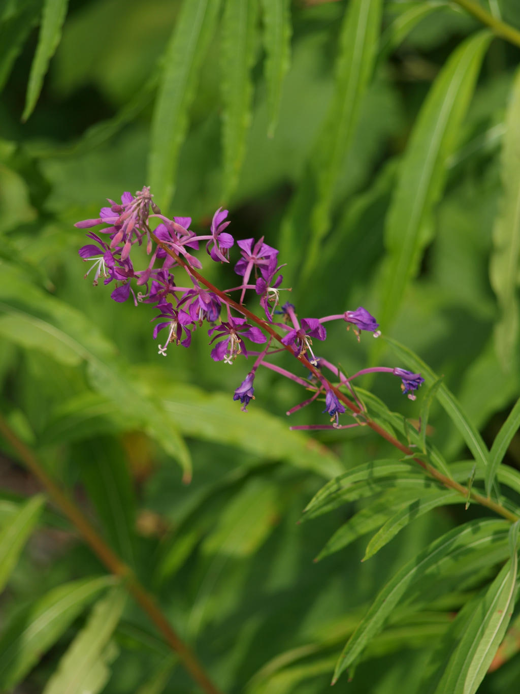 Unknown Wildflowers Stock 23