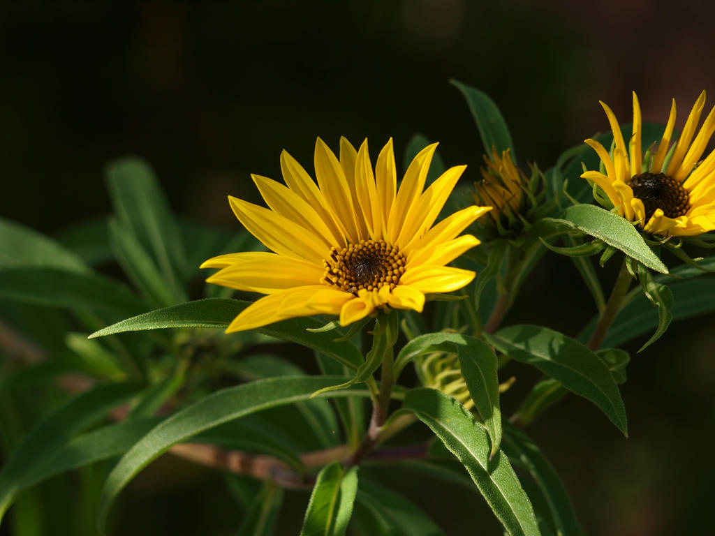 Maximilian Sunflowers 15 by botanystock