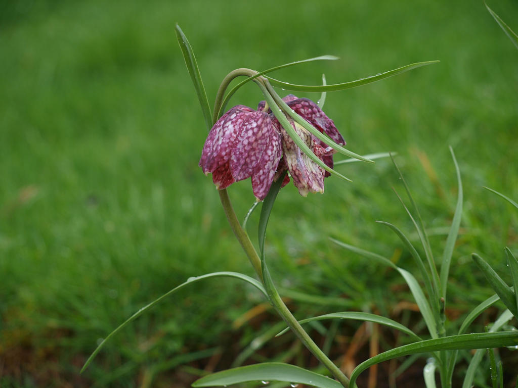 Fritillaria 01 by botanystock