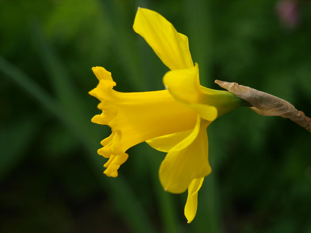 Daffodil 08 by botanystock