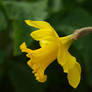 Daffodil 07