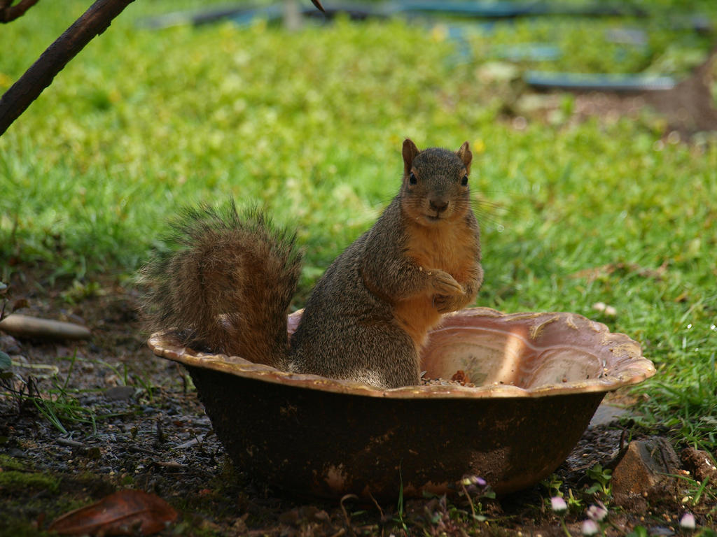 Munching Squirrel 05 by botanystock