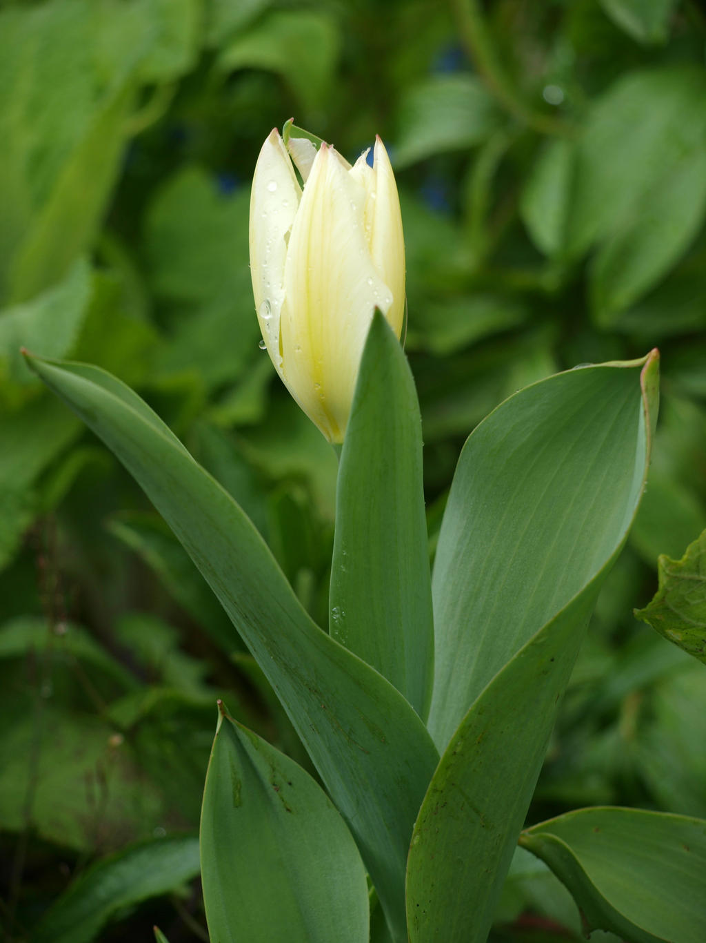 White Tulip 02