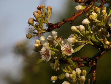 Pear Blossom 06