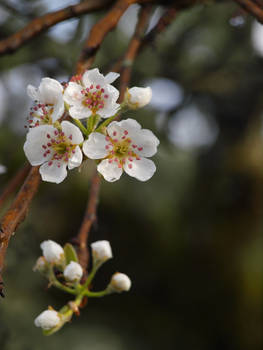 Pear Blossom 05