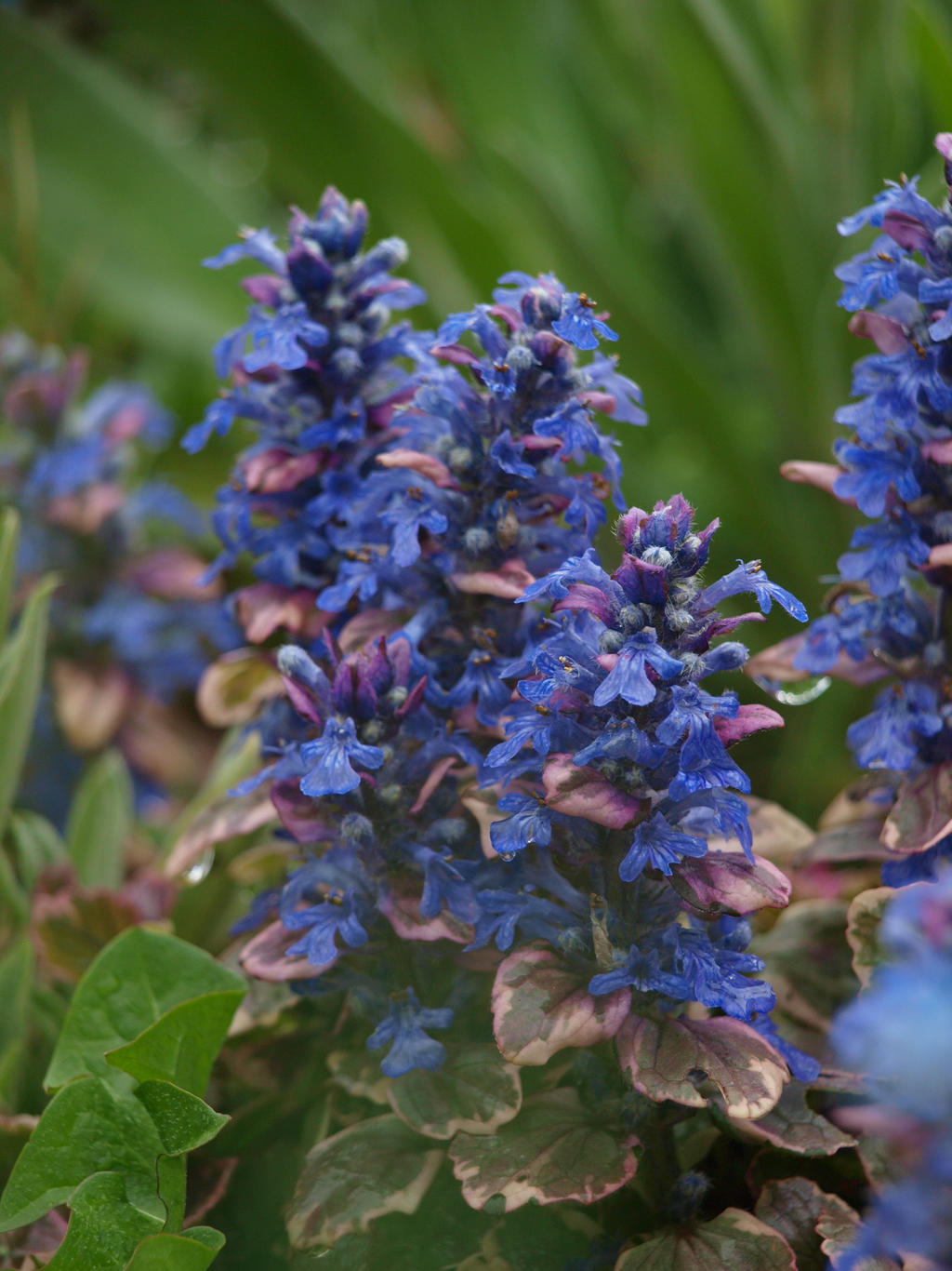 Ajuga 02