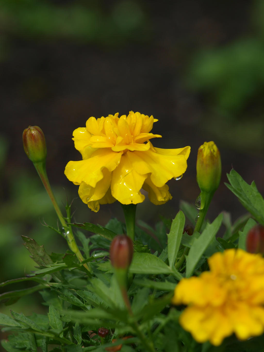 Yellow Marigold 01