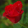 Rainy Red Rose 02