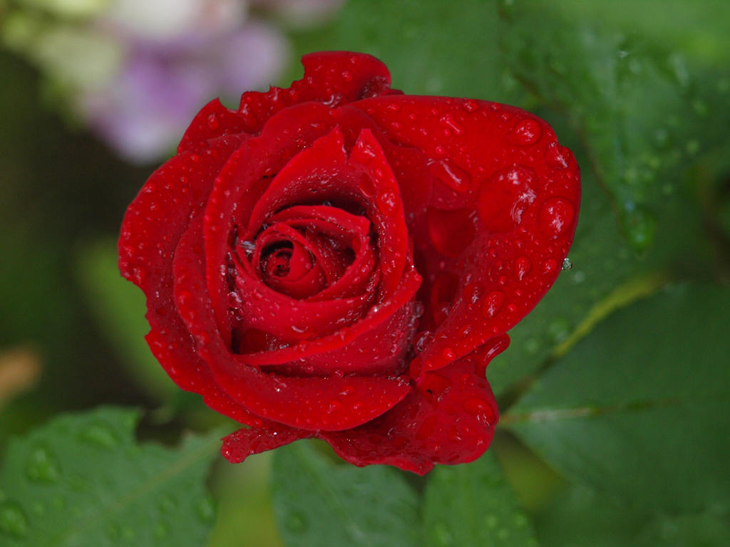 Rainy Red Rose 01