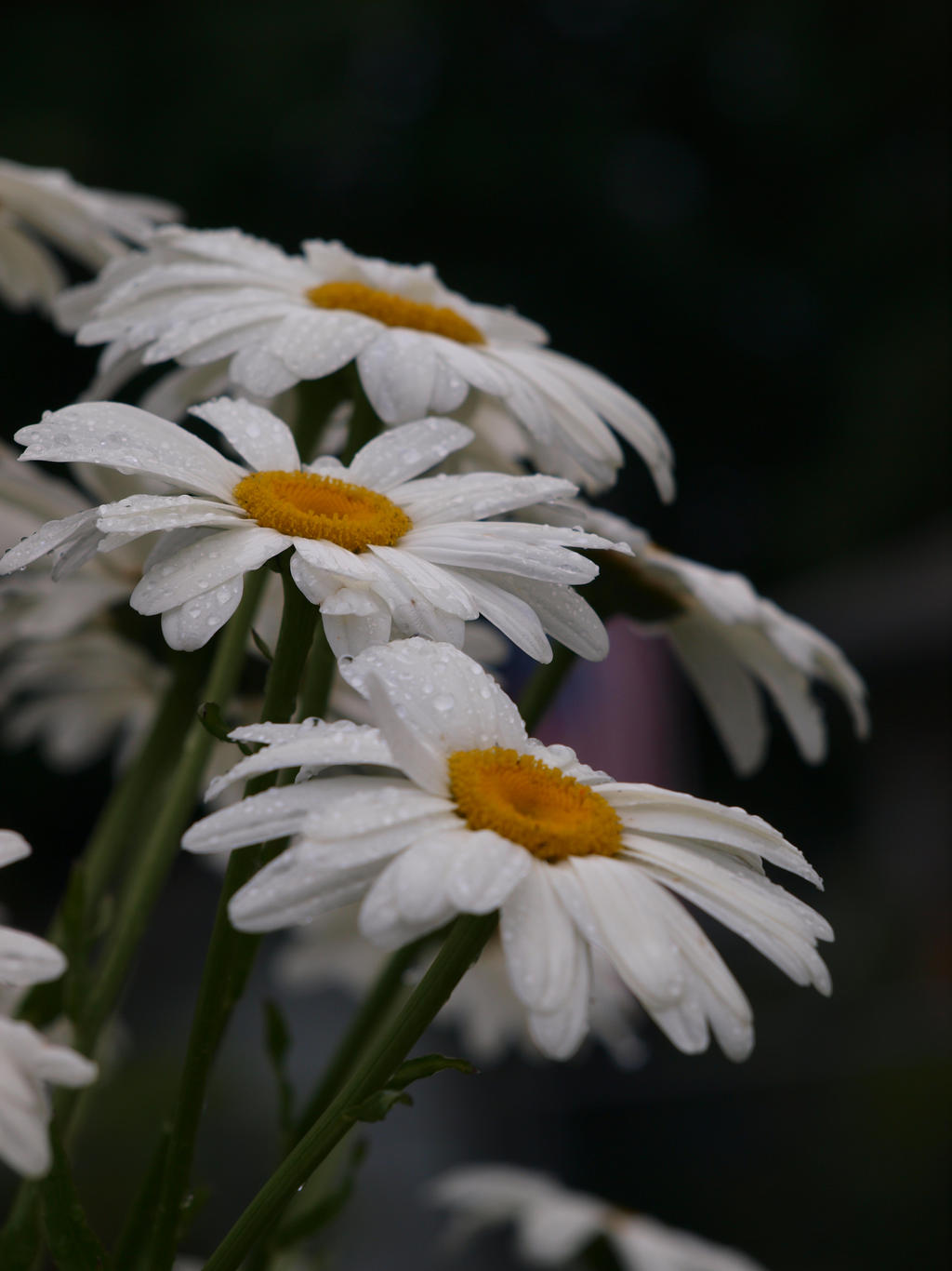 English Daisies 04