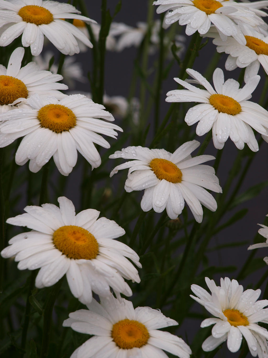 English Daisies 01