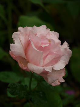 Pink Rose