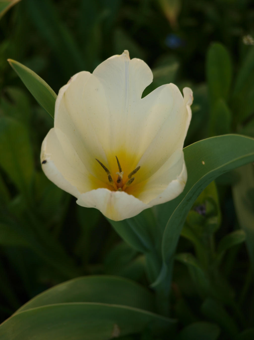 White Tulip 02