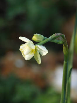 Jonquil Stock 04