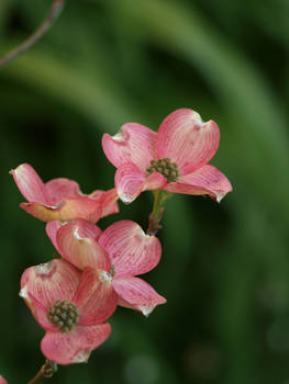 Pink Dogwood Blossom Stock 04