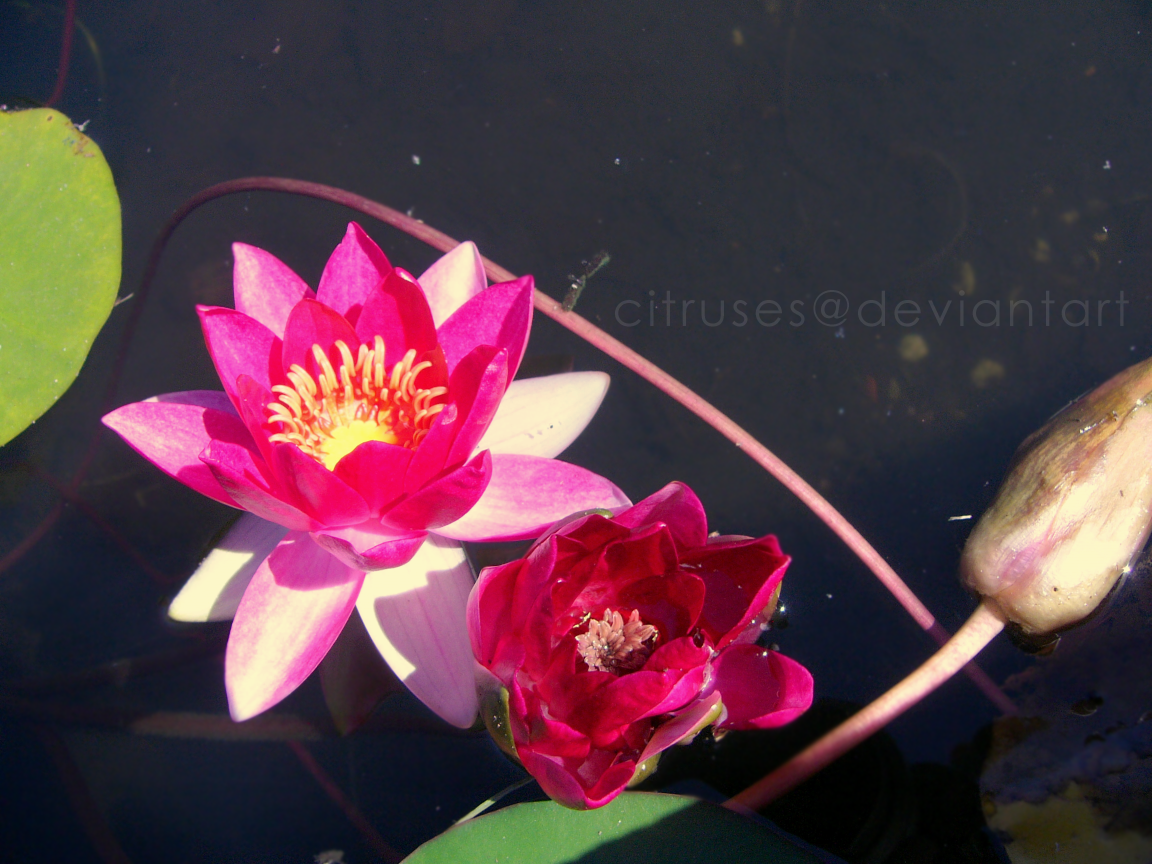 September Lilies