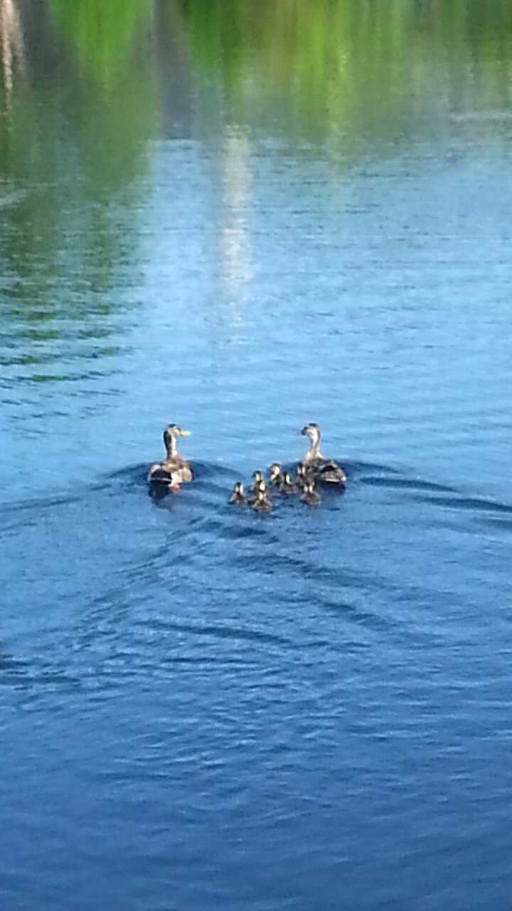 Ducks and their ducklings