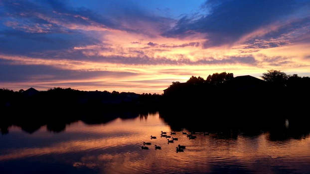 Ducks on the lake at sunset