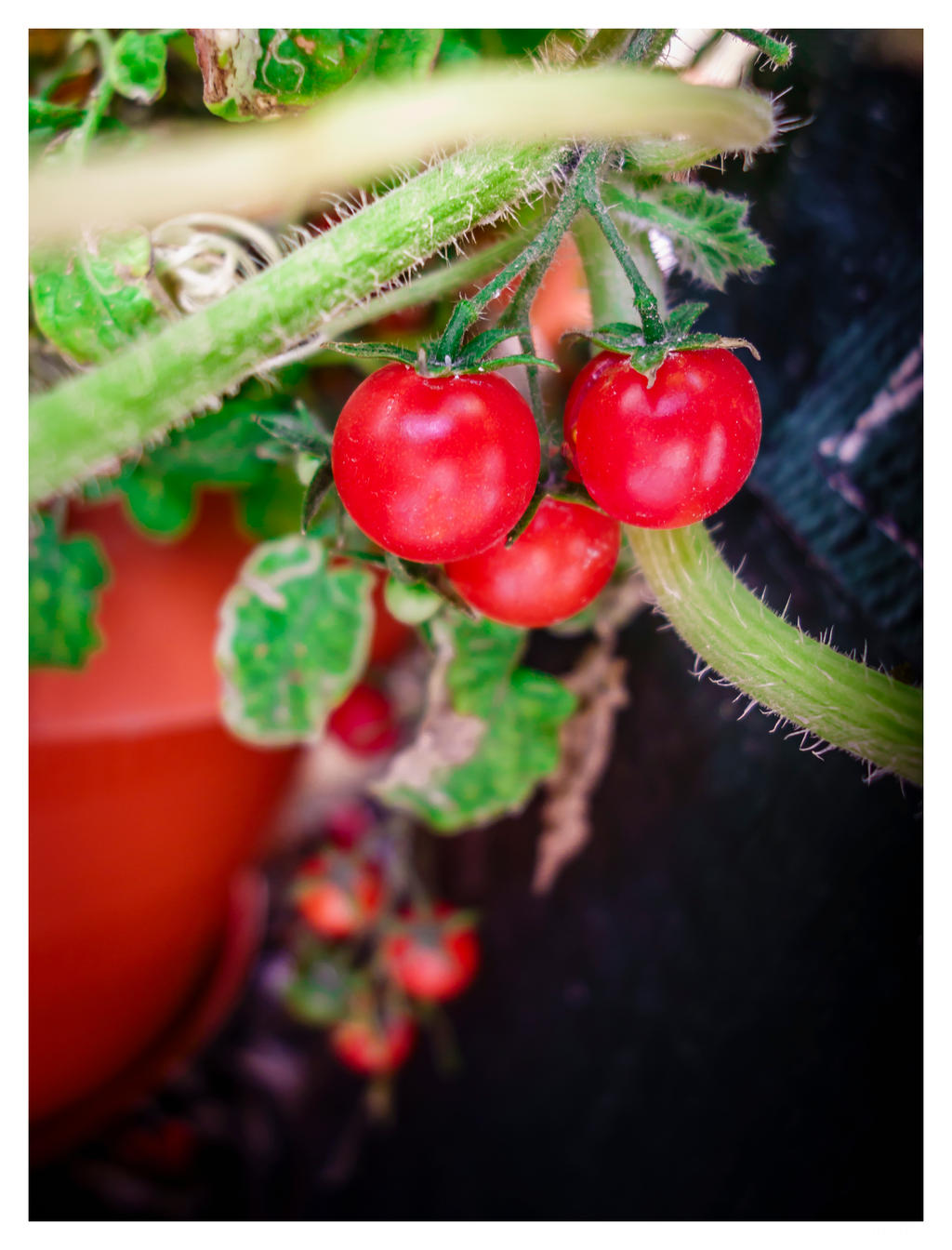 Cherry Tomatos :)