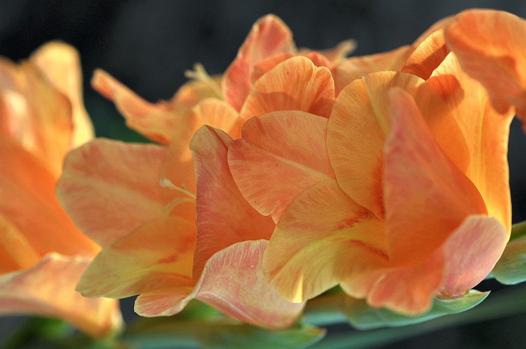 Gladiolus 2 - orange