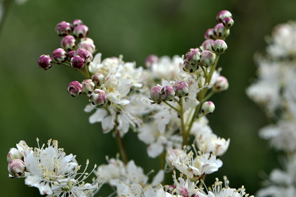 Filipendula