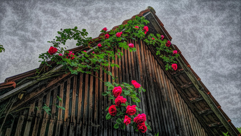 My Grandfathers Roses at my Grandgrandfathers Barn