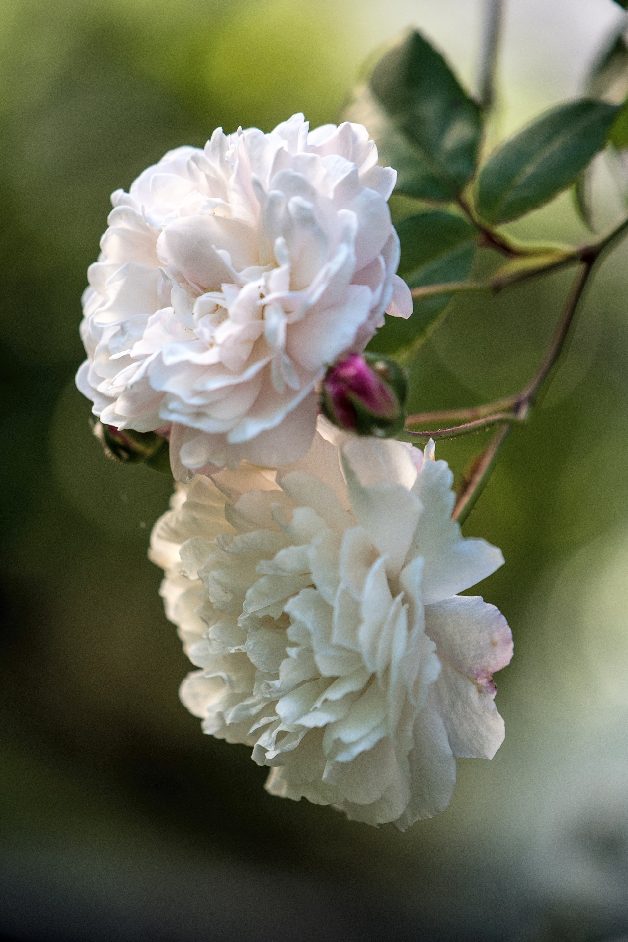 Rambler Roses by OfTheDunes on DeviantArt