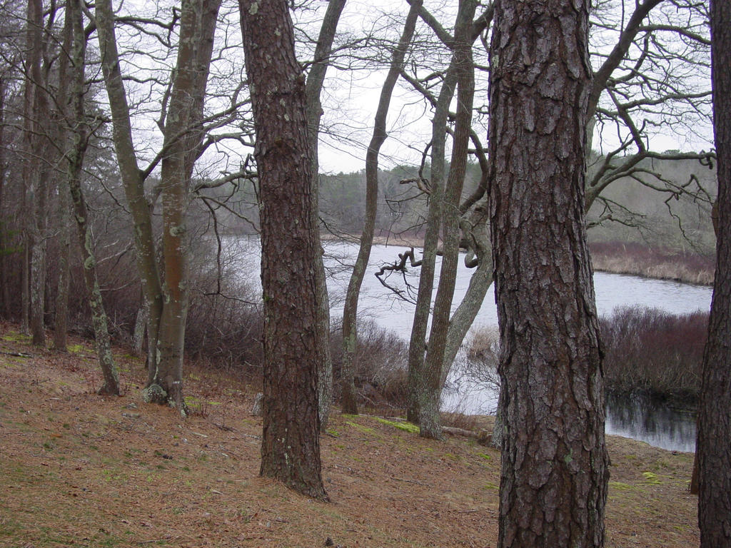 March of Trees