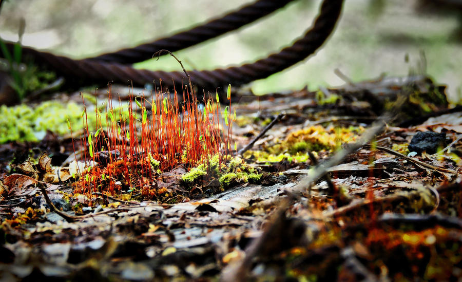 Rusted Grass