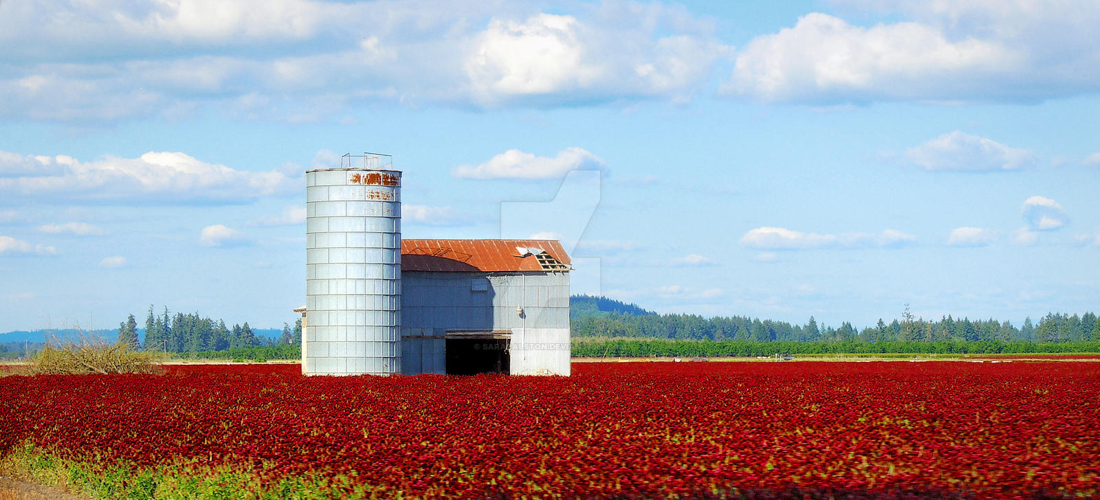 Red Clover Farm