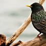 Starling