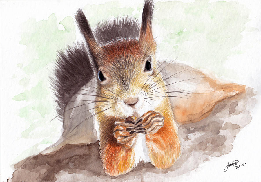 Squirrel by Andrew-Willson Squirrel by Andrew-Willson