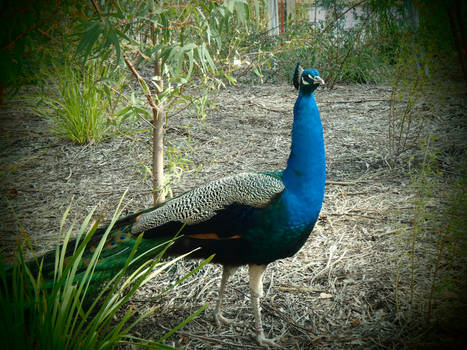 Natural beauty -  peacock.