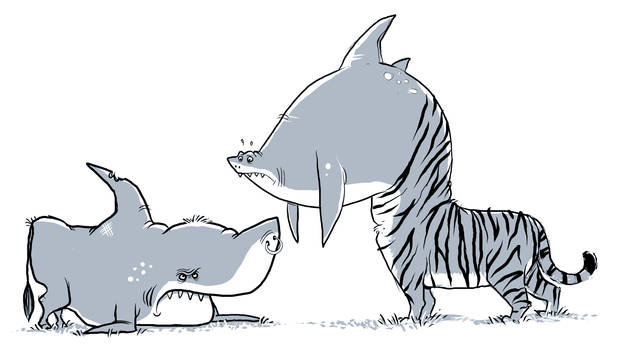 bull shark VS tiger shark