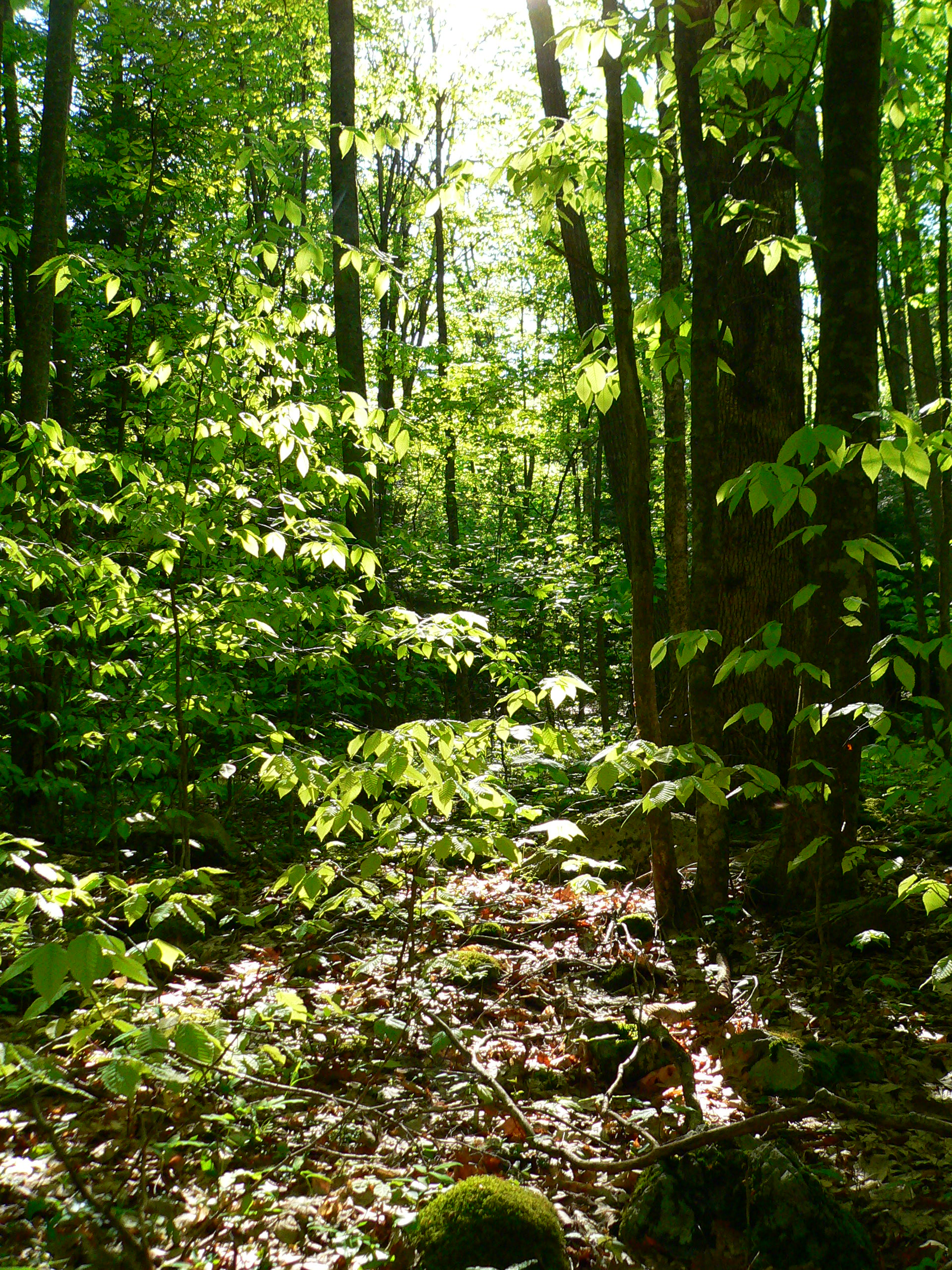 Sunlit Forest