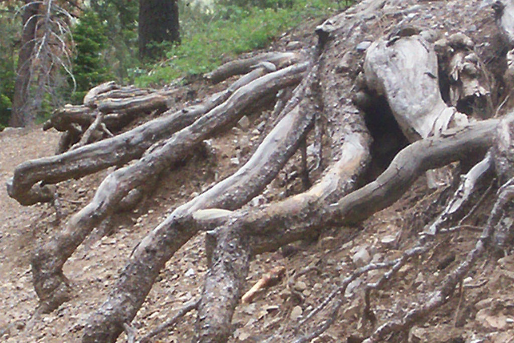 Leg Root Spider Leg Roots by catfish07 on DeviantArt