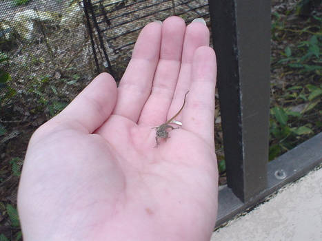 Baby Anole