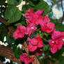 Pink Bougainvillea