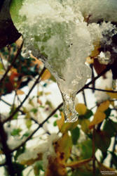 awesome view of the cold on the plant