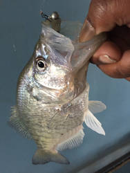 Crappie Pic 2