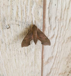 Wood moth