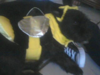 my doggy iss bumble bee