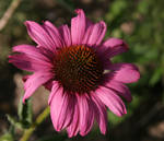 Wild flower by Iamno-Scientist