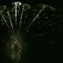 Dandelions