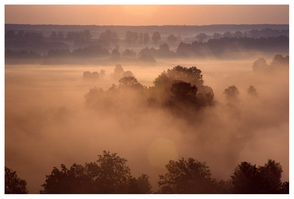 Trees in fog